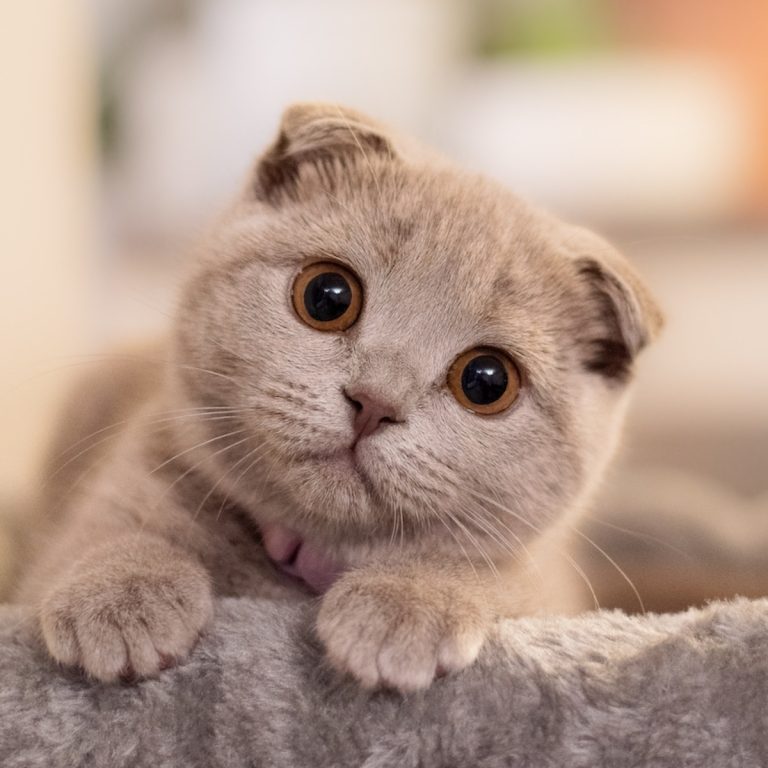 Scottish Fold Cat