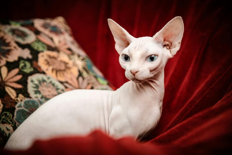 Sphynx Cat