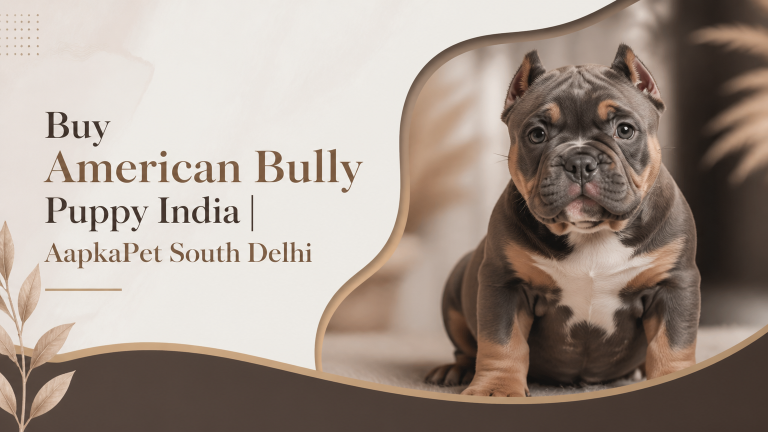 Buy American Bully Puppy in India: Buyer’s Guide, Breeder Checks & Local Rules